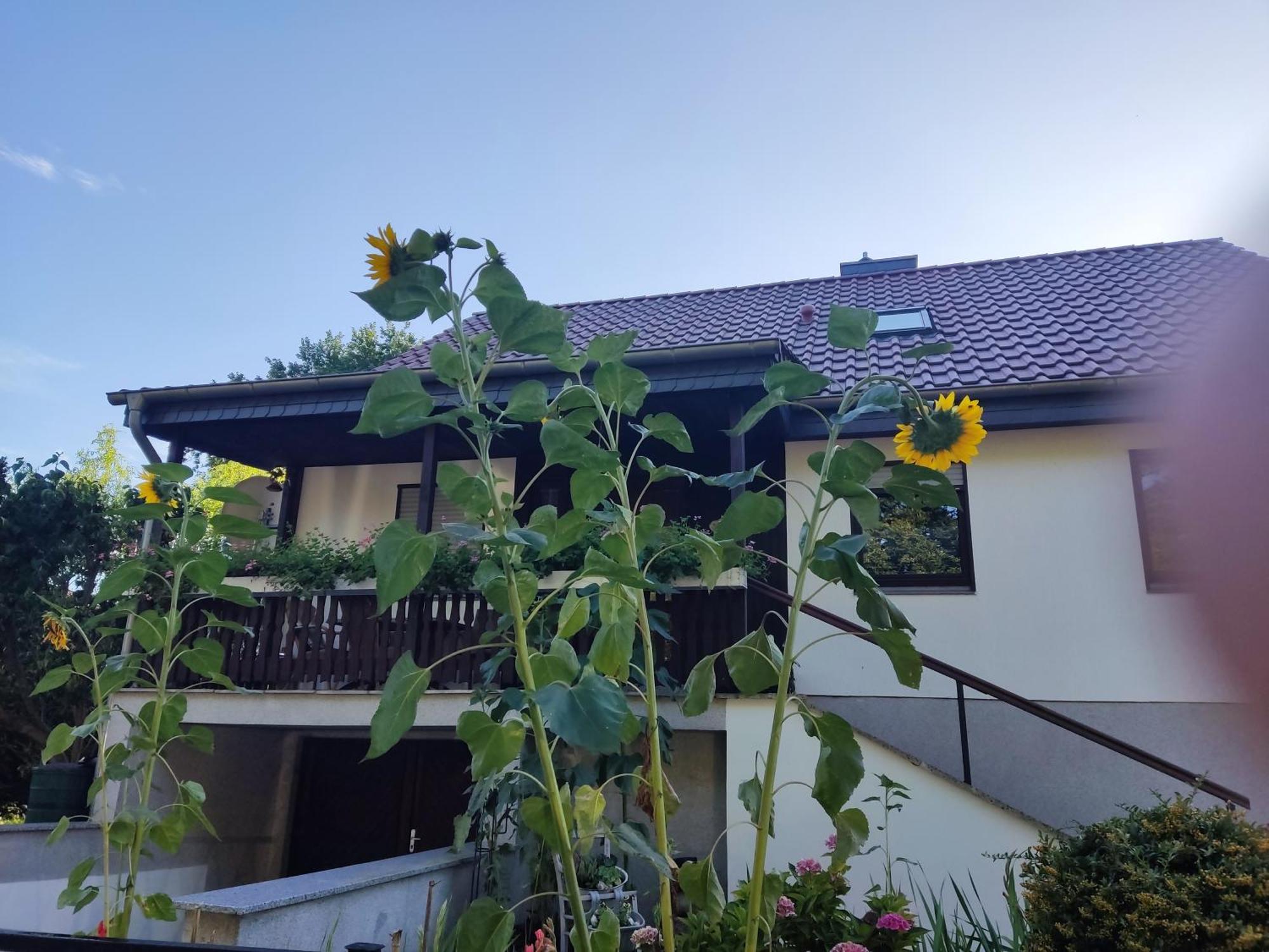 Ferienhaus Waldhus *